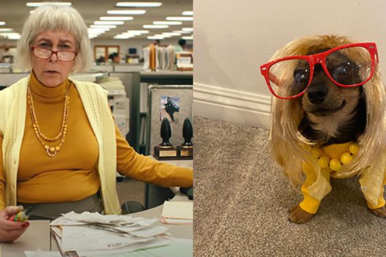 Rescue dogs dressed up as Jamie Lee Curtis characters