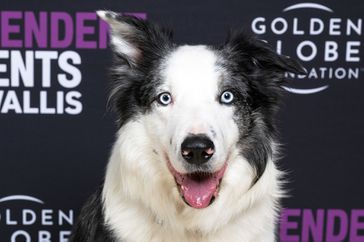 Messi the dog attends the Film Independent Live Read of Justine Triet's "Anatomy Of A Fall" at the Wallis Annenberg Center for the Performing Arts on February 14, 2024 in Beverly Hills, California.