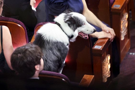 Messi the dog at the 96th Annual Oscars held at Dolby Theatre on March 10, 2024 in Los Angeles, California.